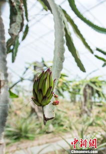 菠萝 火龙果热带水果 种上 雪域高原